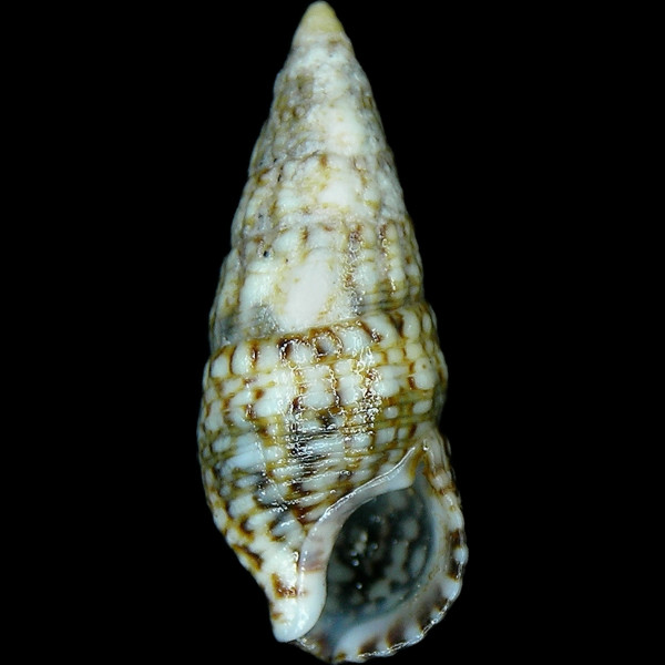 Cerithium lividulum