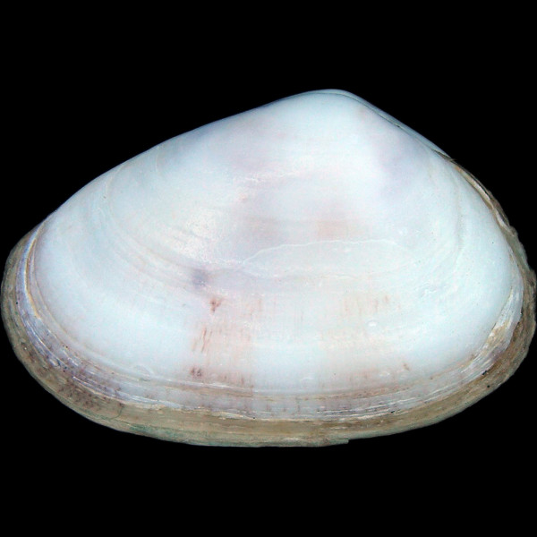 Donacilla cornea