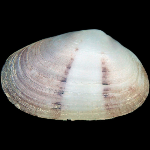 Donacilla cornea