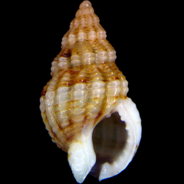 Tritia incrassata