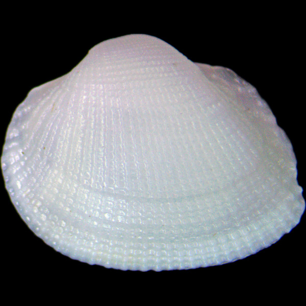 Striarca lactea