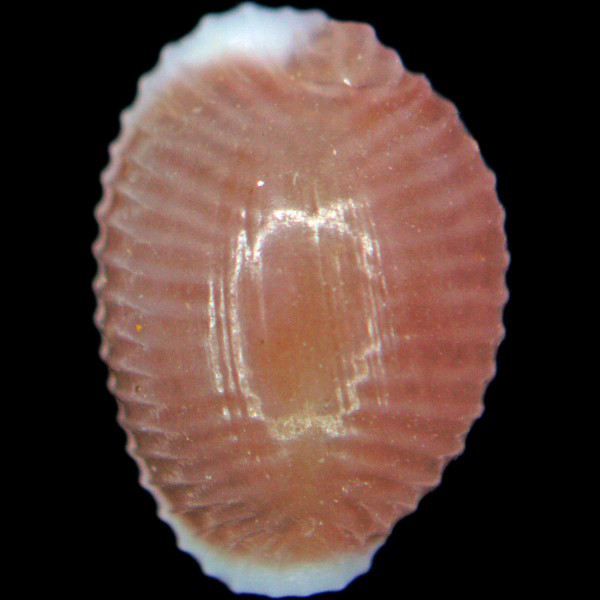 Trivia mediterranea