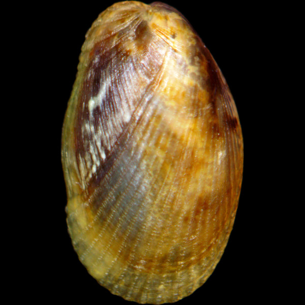 Musculus costulatus