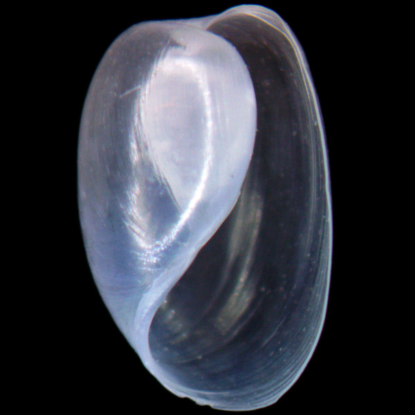 Haminoea orbignyana