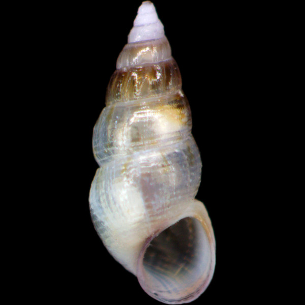 Rissoa guerinii