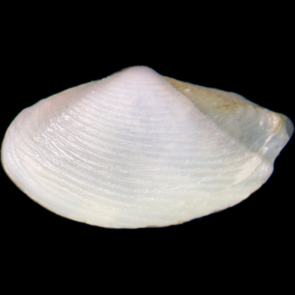 Lembulus pella