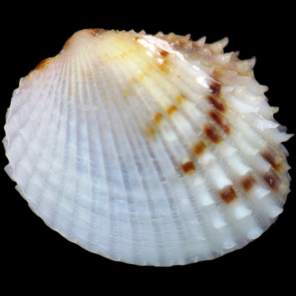 Parvicardium scriptum