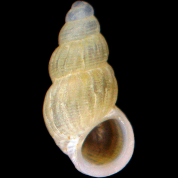 Manzonia lanzarottii