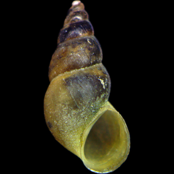 Potamopyrgus antipodarum