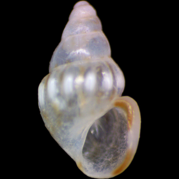 Rissoa guernei