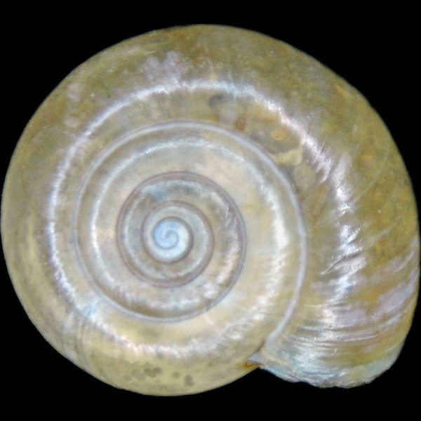 Oxychilus draparnaudi