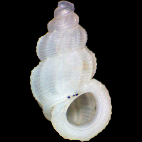 Manzonia dionisi