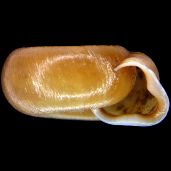 Helicodonta obvoluta
