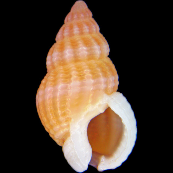 Tritia incrassata