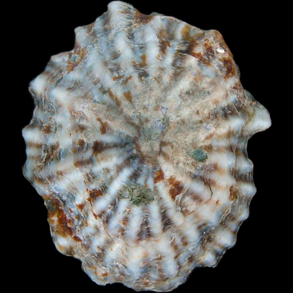 Siphonaria diemenensis