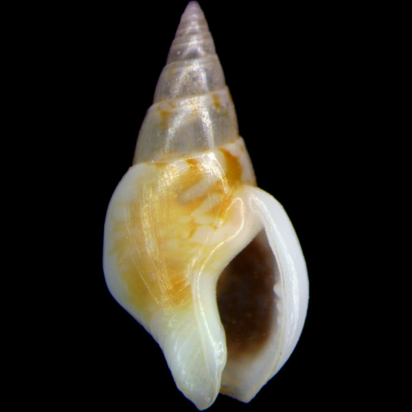 Sincola gibberula