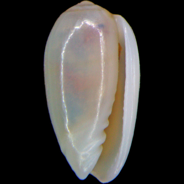 Gibberula chudeaui