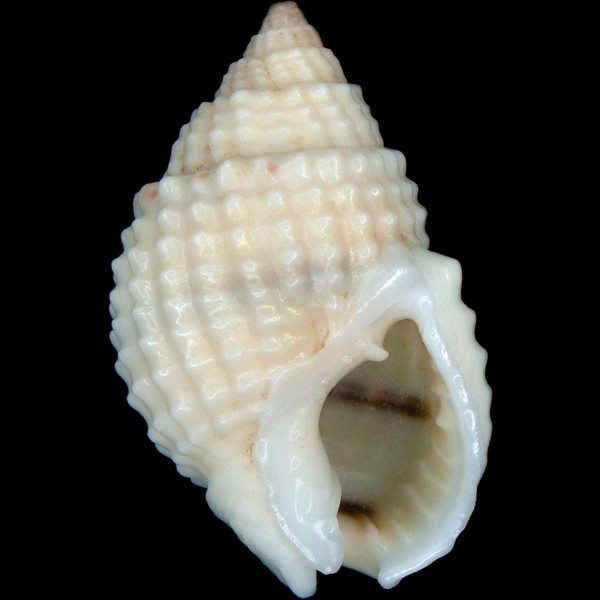 Nassarius gruneri