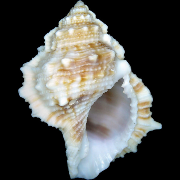 Bufonaria rana