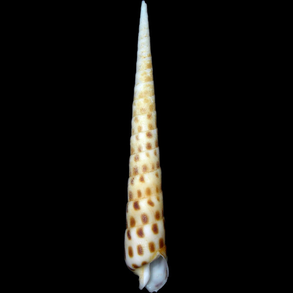Terebra consobrina