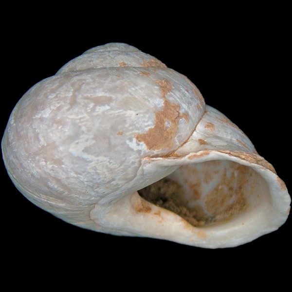 Hemicycla paeteliana