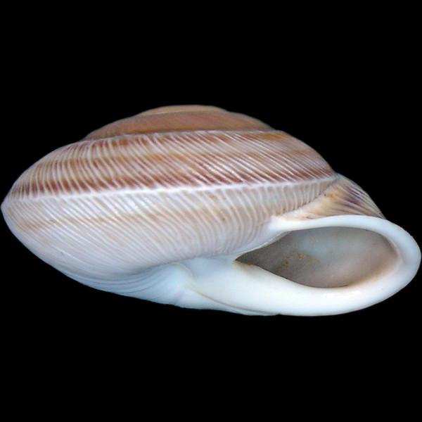 Hemicycla quadricincta