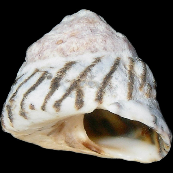 Bembicium nanum