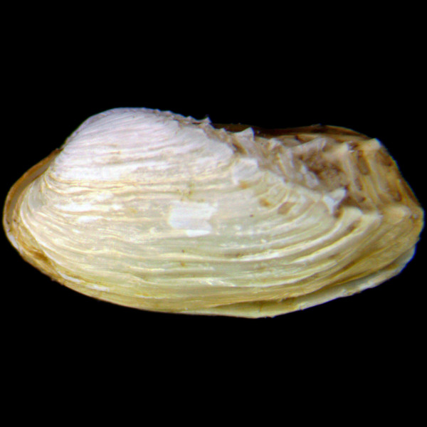 Hiatella arctica