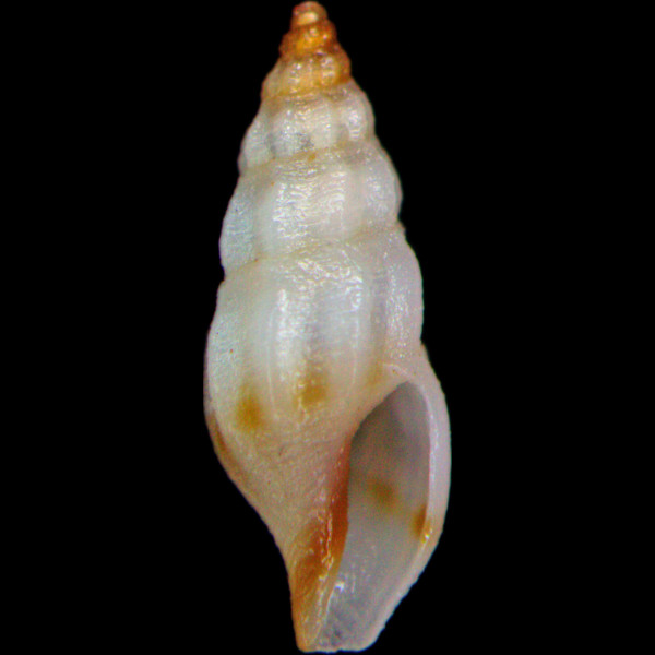 Bela zonata