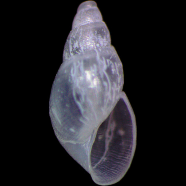 Ondina warreni