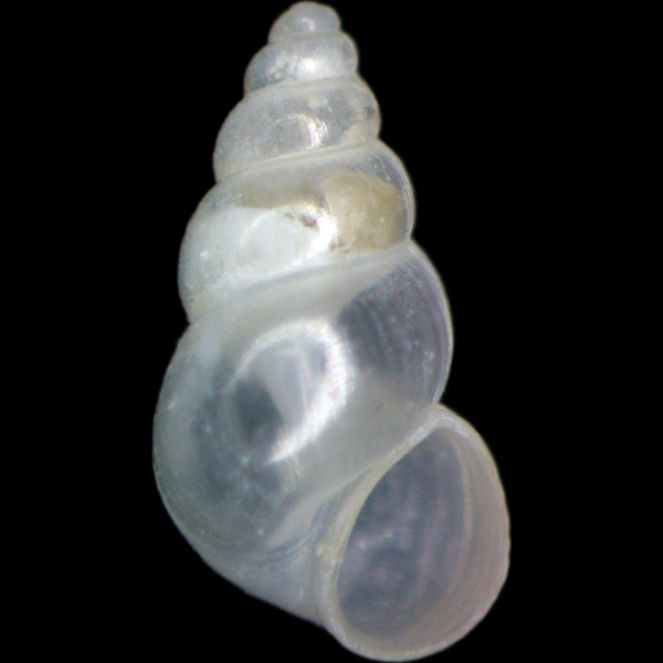Hydrobia acuta