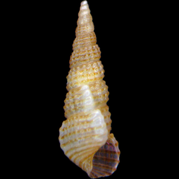 Bittium latreillii