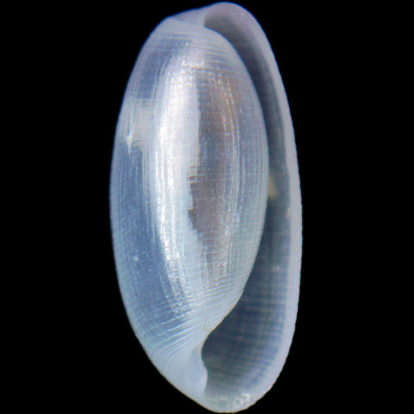 Retusa umbilicata