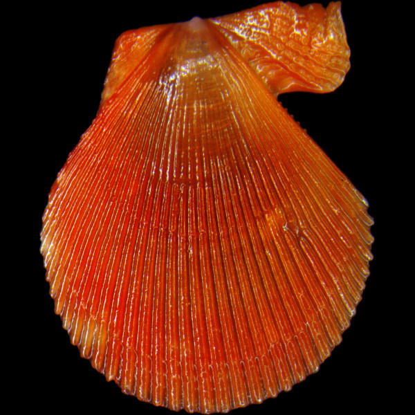 Mimachlamys varia