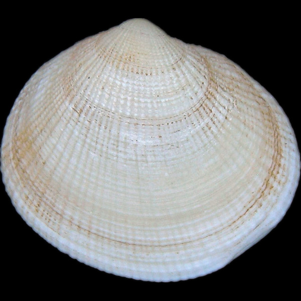 Ctena decussata