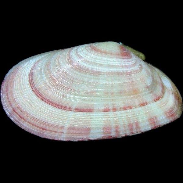 Moerella donacina