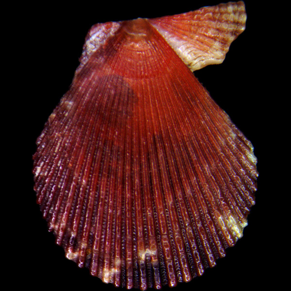 Mimachlamys varia