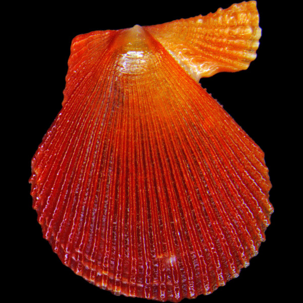 Mimachlamys varia