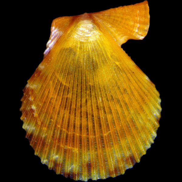 Mimachlamys varia