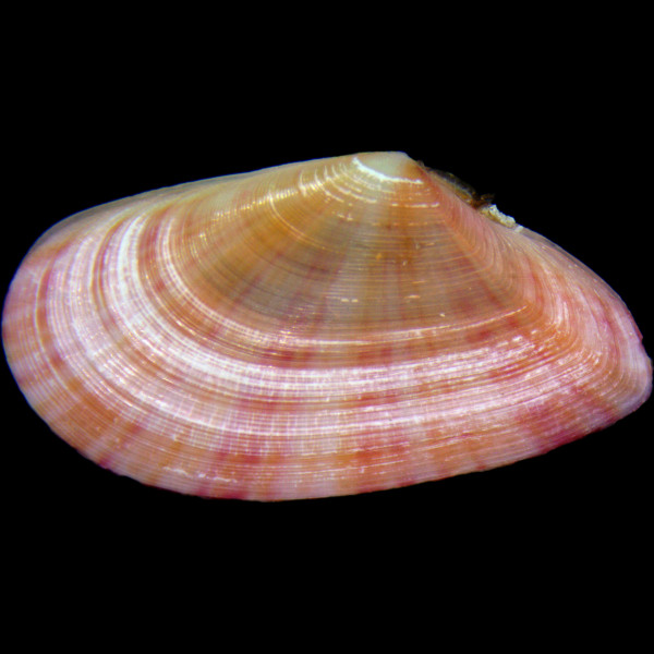 Moerella donacina