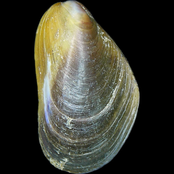 Modiolus adriaticus