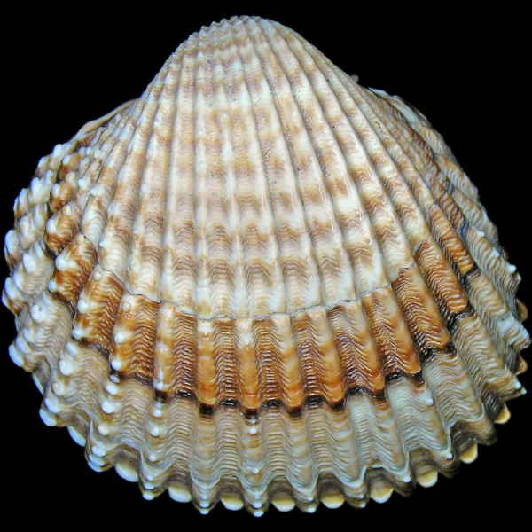 Acanthocardia tuberculata