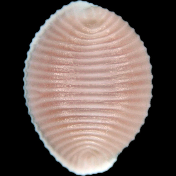 Trivia arctica