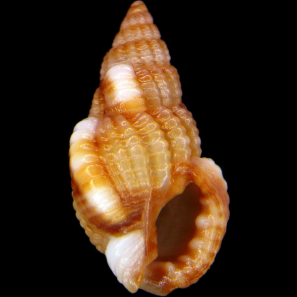 Tritia varicosa