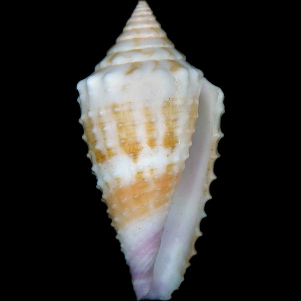 Conus floridulus