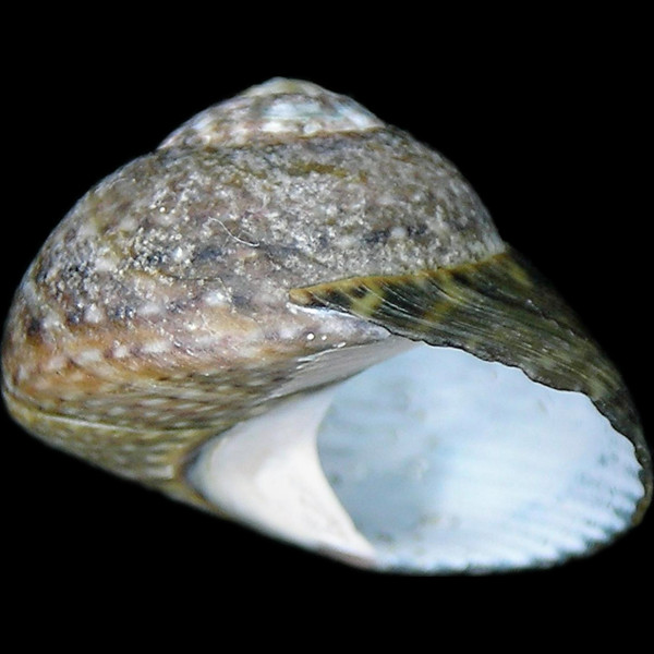Oxystele antoni