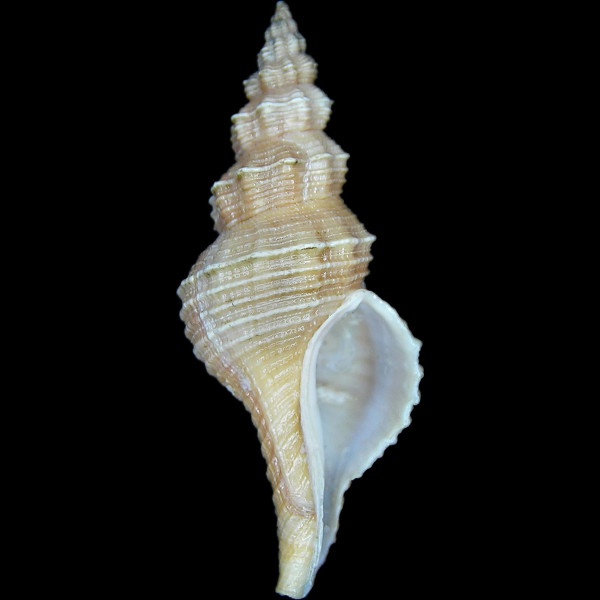 Pseudofusus rostratus
