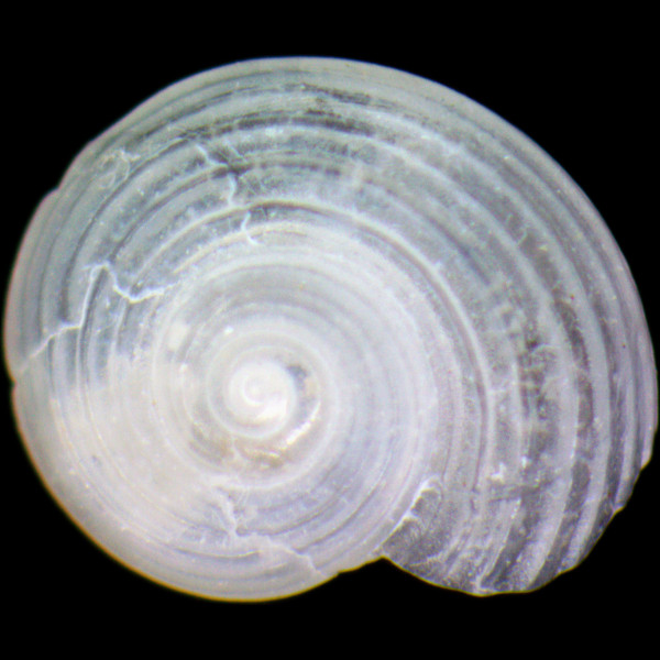 Circulus striatus