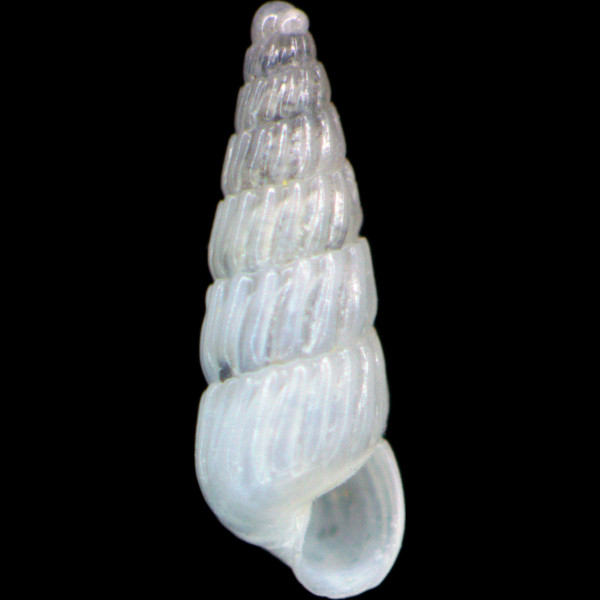 Turbonilla lactea