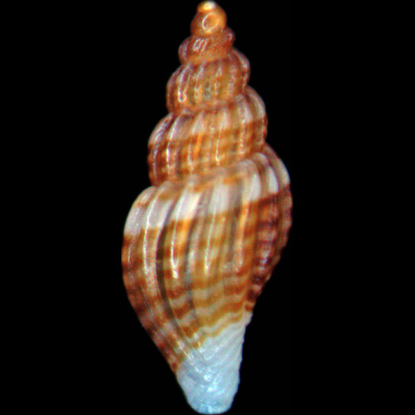 Mangelia multilineolata